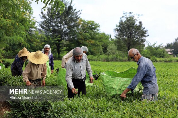 خرید 31 هزار تن برگ سبز چای از چایکاران شمال کشور