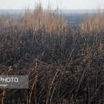 خودسوزی ۲۵ هزار هکتار از بخش عراقی هورالعظیم انتشار دود در خوزستان ادامه دارد