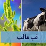 افزایش بیماری تب مالت در خراسان شمالی