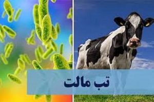 افزایش بیماری تب مالت در خراسان شمالی