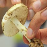 مصرف این قارچ‌ها جانتان را تهدید می‌کند!